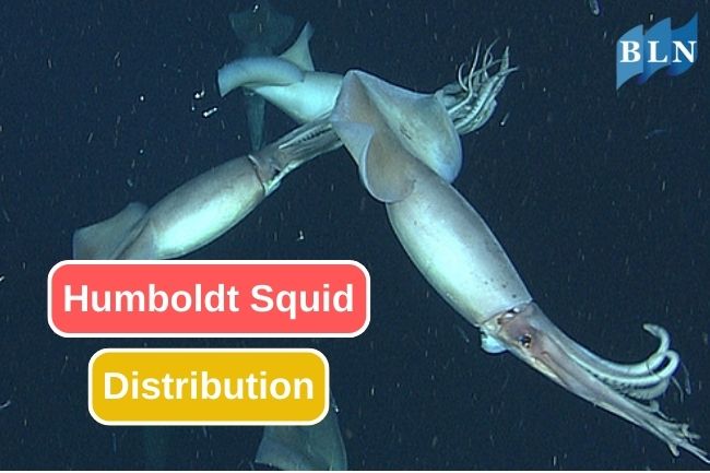 The Remarkable Range of Humboldt Squid Distribution